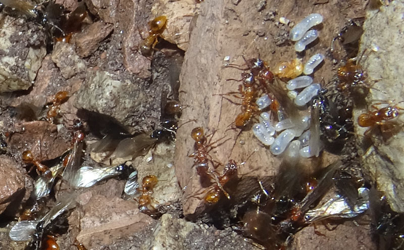 colonia intera di Myrmica sp. - Formicidae